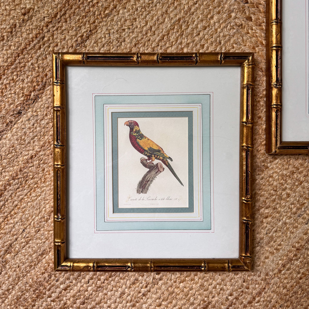 Pair of Mario Buatta Framed Parrot Prints in Gold Bamboo Frames