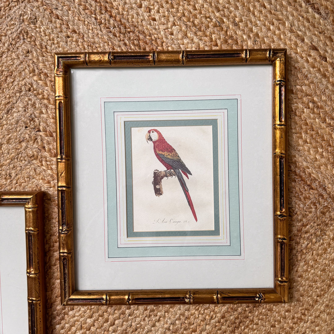 Pair of Mario Buatta Framed Parrot Prints in Gold Bamboo Frames