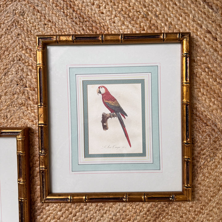 Pair of Mario Buatta Framed Parrot Prints in Gold Bamboo Frames