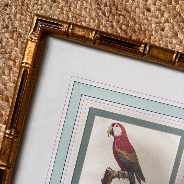Pair of Mario Buatta Framed Parrot Prints in Gold Bamboo Frames