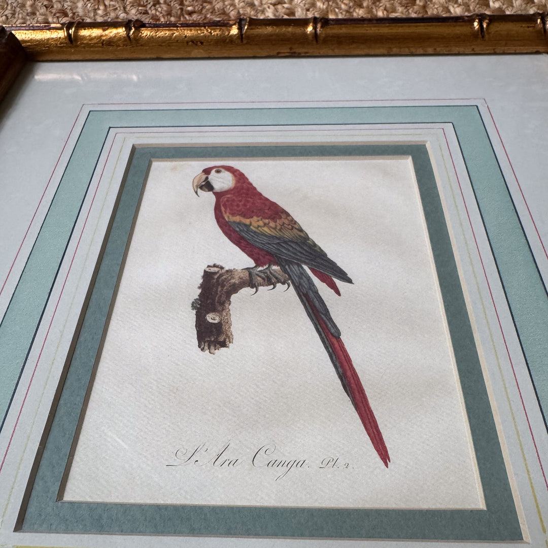 Pair of Mario Buatta Framed Parrot Prints in Gold Bamboo Frames