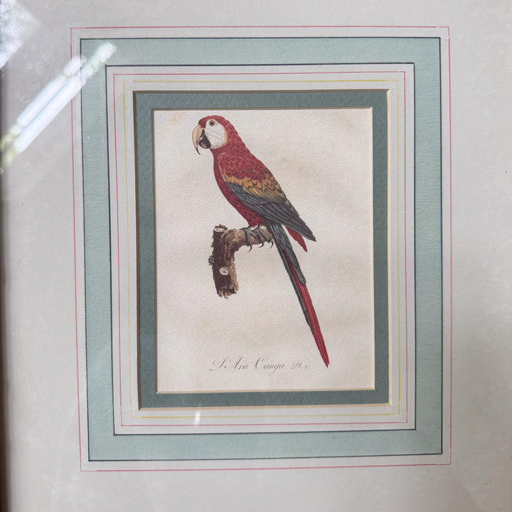 Pair of Mario Buatta Framed Parrot Prints in Gold Bamboo Frames